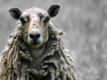 Photographie intitulée "Porträt eines Schaf…" par Vera Boldt, Œuvre d'art originale