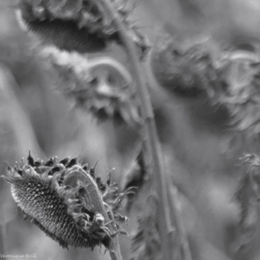 Photographie intitulée "À LA RECHERCHE DU V…" par Véronique Brill, Œuvre d'art originale