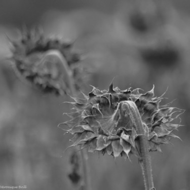 Photographie intitulée "À LA RECHERCHE DU V…" par Véronique Brill, Œuvre d'art originale