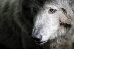 Fotografía titulada "Wolf" por Véronique Fournier, Obra de arte original, Fotografía digital