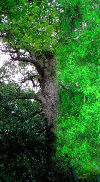 Photographie intitulée "Arbre aux visages" par Véronique Jaques, Œuvre d'art originale, Photographie manipulée