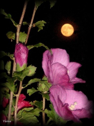 Photography titled "Pleine lune" by Veroo, Original Artwork