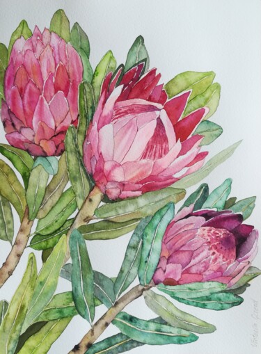 Painting titled "Protea" by Victoria Girerd, Original Artwork, Watercolor