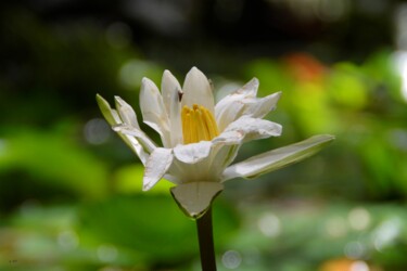 Photographie intitulée "A flower feeds my s…" par Victoria Lohay, Œuvre d'art originale, Photographie numérique