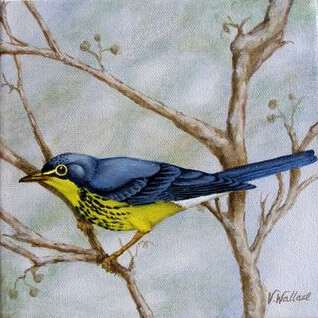 Pintura titulada "Canada Warbler" por Victoria Wallace, Obra de arte original