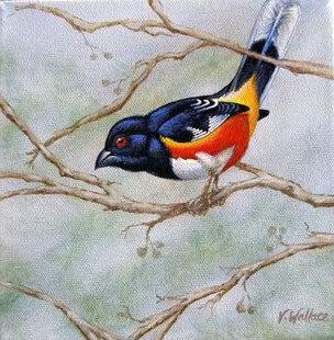 Painting titled "Rufous Sided Towhee" by Victoria Wallace, Original Artwork