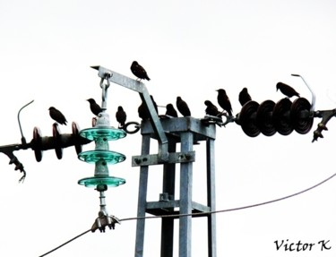 Photography titled "birds" by Victor K, Original Artwork