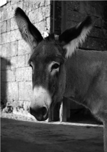 Fotografia intitulada "burro" por Victor K, Obras de arte originais
