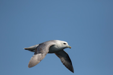 Photographie intitulée "arctic-fulmar-fulma…" par Andrei Silviu Vieru, Œuvre d'art originale