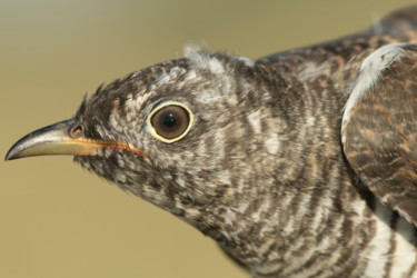 Photographie intitulée "common-cuckoo-cucul…" par Andrei Silviu Vieru, Œuvre d'art originale