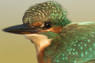 Photographie intitulée "common-kingfisher-a…" par Andrei Silviu Vieru, Œuvre d'art originale