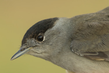 Photographie intitulée "eurasian-blackcap-s…" par Andrei Silviu Vieru, Œuvre d'art originale