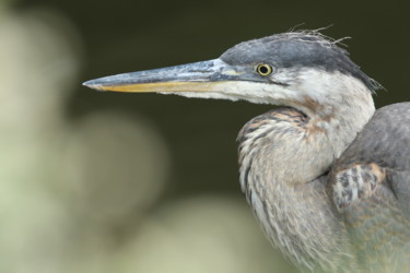 Photographie intitulée "great-blue-heron-ar…" par Andrei Silviu Vieru, Œuvre d'art originale