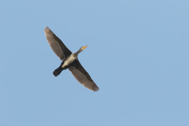 Photographie intitulée "great-cormorant-pha…" par Andrei Silviu Vieru, Œuvre d'art originale