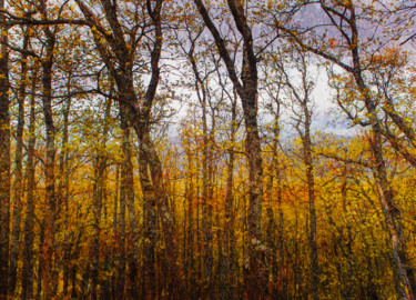 Fotografía titulada "Colors of autumn" por Viet Ha Tran, Obra de arte original, Fotografía digital