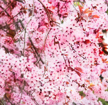 Fotografía titulada "Romantic Sakura II" por Viet Ha Tran, Obra de arte original, Fotografía manipulada