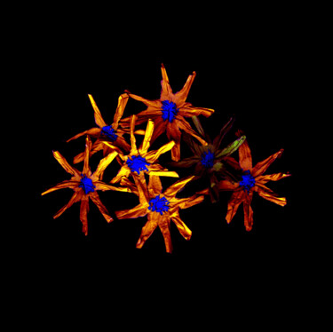 Фотография под названием "Paper flowers" - Viktor Artemev, Подлинное произведение искусства, Цифровая фотография