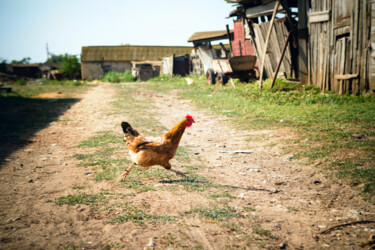 Fotografía titulada "Running chicken" por Viktoriia Gladkova, Obra de arte original, Fotografía digital