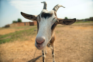 Fotografia intitolato "Goat" da Viktoriia Gladkova, Opera d'arte originale, Fotografia digitale