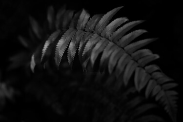 Photographie intitulée "Fern Leaf" par Viktoriia Gladkova, Œuvre d'art originale, Photographie numérique