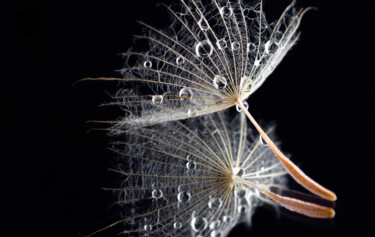 Fotografía titulada "macro dandelion wit…" por Viktoriia Krulko, Obra de arte original, Fotografía digital
