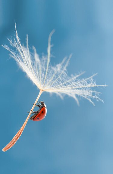 Fotografia intitulada "Ladybug" por Viktoriia Krulko, Obras de arte originais, Fotografia digital