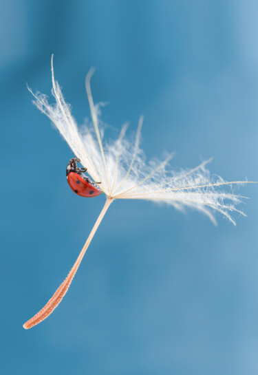 Photographie intitulée "Series  ladybug on…" par Viktoriia Krulko, Œuvre d'art originale, Photographie numérique