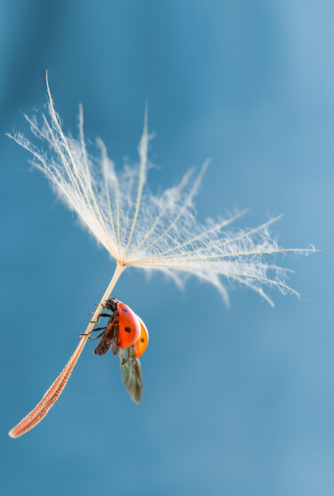 Photography titled "Ladybug on a dandel…" by Viktoriia Krulko, Original Artwork, Digital Photography
