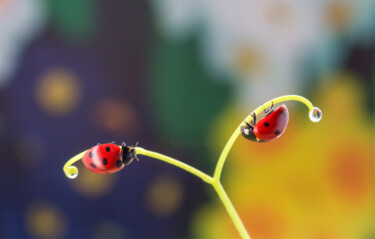 Fotografie getiteld "A dream of ladybugs" door Viktoriia Krulko, Origineel Kunstwerk, Digitale fotografie