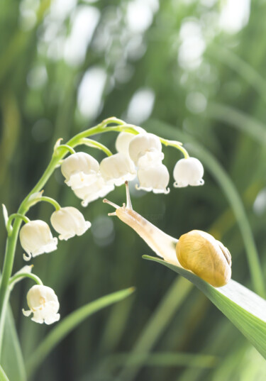 Fotografia zatytułowany „The smell of spring” autorstwa Viktoriia Krulko, Oryginalna praca, Fotografia cyfrowa