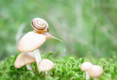 Photography titled "A snail on a mushro…" by Viktoriia Krulko, Original Artwork, Digital Photography