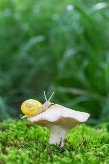 Photographie intitulée "Close-up of a snail" par Viktoriia Krulko, Œuvre d'art originale, Photographie numérique