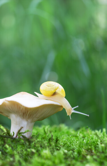 Fotografie mit dem Titel "Macro snail#4" von Viktoriia Krulko, Original-Kunstwerk, Digitale Fotografie