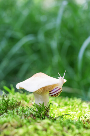 Fotografie mit dem Titel "Macro small snail" von Viktoriia Krulko, Original-Kunstwerk, Digitale Fotografie