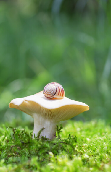 Photographie intitulée "The dream of a snail" par Viktoriia Krulko, Œuvre d'art originale, Photographie numérique