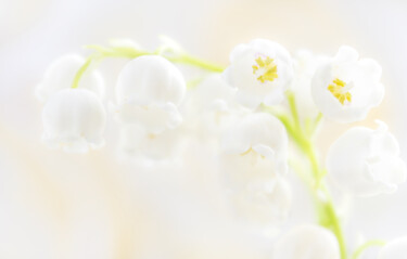 Photographie intitulée "Lily of the valley…" par Viktoriia Krulko, Œuvre d'art originale, Photographie numérique