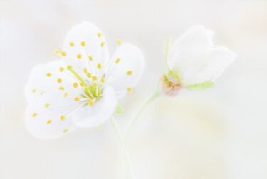 Photographie intitulée "Cherry blossom from…" par Viktoriia Krulko, Œuvre d'art originale, Photographie numérique