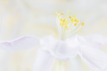 Photographie intitulée "Apple blossom from…" par Viktoriia Krulko, Œuvre d'art originale, Photographie numérique