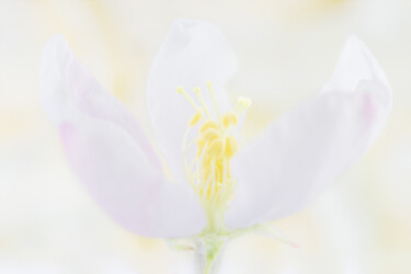 Photographie intitulée "Spring flowering fr…" par Viktoriia Krulko, Œuvre d'art originale, Photographie numérique