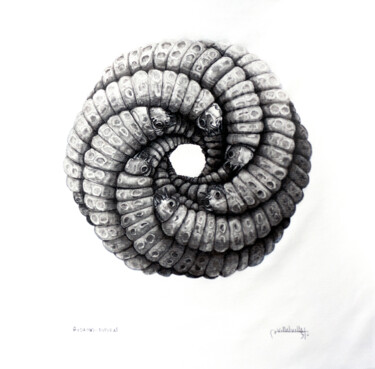 Drawing titled "Gusanos-espiral" by Camilo Villalvilla Soto, Original Artwork, Charcoal Mounted on Wood Stretcher frame