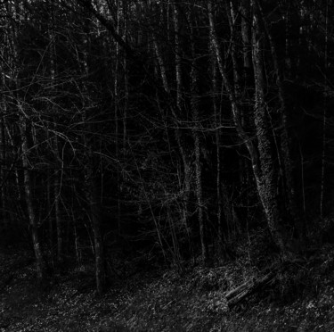 Fotografia intitulada "forêt" por Vincent Frediani, Obras de arte originais, Fotografia digital