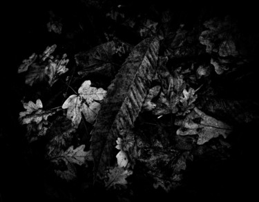 Fotografía titulada "automne en noir et…" por Vincent Frediani, Obra de arte original, Fotografía digital