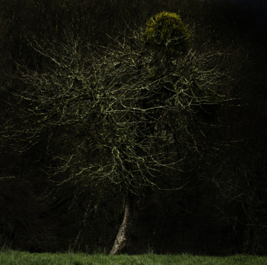 Fotografia zatytułowany „l'arbre” autorstwa Vincent Frediani, Oryginalna praca, Fotografia cyfrowa