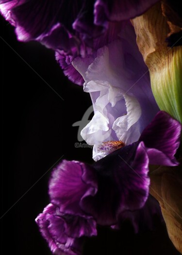 Photography titled "Zoom sur Iris Mauve" by Thibault Vincent, Original Artwork, Digital Photography