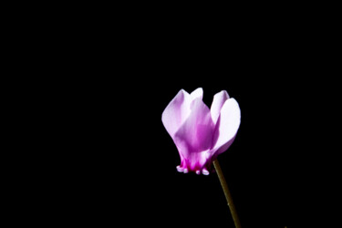 Photography titled "Wild Cyclamen" by Vincenzo Izzo, Original Artwork, Digital Photography