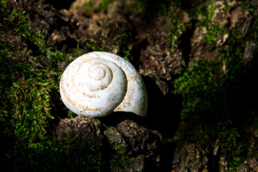 Fotografia intitulada "Empty snail" por Vincenzo Izzo, Obras de arte originais, Fotografia digital