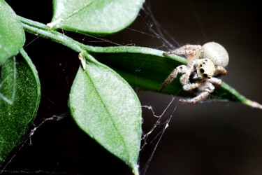 Fotografía titulada "Hyllus macro view,…" por Vincenzo Izzo, Obra de arte original, Fotografía digital