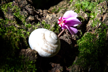 Photographie intitulée ""Cyclamen Hederifol…" par Vincenzo Izzo, Œuvre d'art originale, Photographie numérique