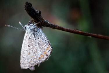 Photographie intitulée "Lycaena epixanthe" par Vincenzo Izzo, Œuvre d'art originale, Photographie numérique