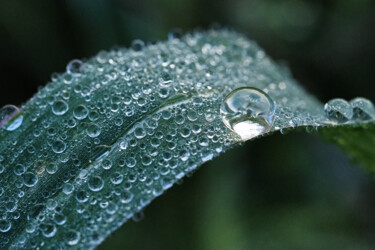 Фотография под названием "Dew drops" - Vincenzo Izzo, Подлинное произведение искусства, Цифровая фотография